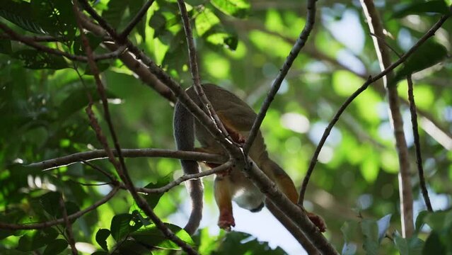 Cute little squirrel monkey jumping through the canopy of the tropical rainforest in the Cuyabeno wildlife reserve in the Amazon region of Ecuador.