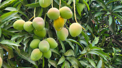 Tree full of mangoes