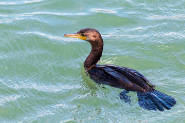 Neotropic Cormorant in water
