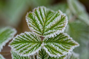 Branches covered frost