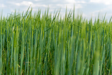 Fresh ears of young green wheat