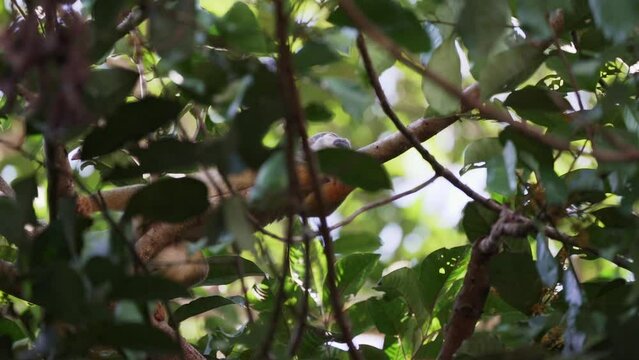 Cute little squirrel monkey jumping through the canopy of the tropical rainforest in the Cuyabeno wildlife reserve in the Amazon region of Ecuador.