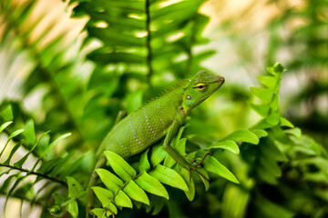 Vibrant green lizard: detailed scales, captivating color. Ideal for nature, wildlife, and...