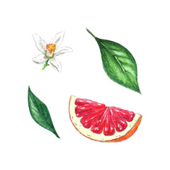Watercolor grapefruit or red orange slice and leaf, hand-painted in botanical style for use in holiday, wedding and food design. Tropical citrus flowers for greeting card. isolated