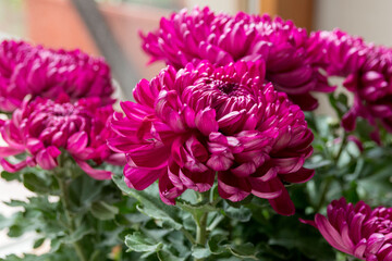 Obraz premium Bouquet of burgundy chrysanthemum flowers. Close-up.