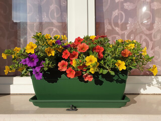 Colorful petunia flowers grow in a green plastic pot on the windowsill on a sunny day.