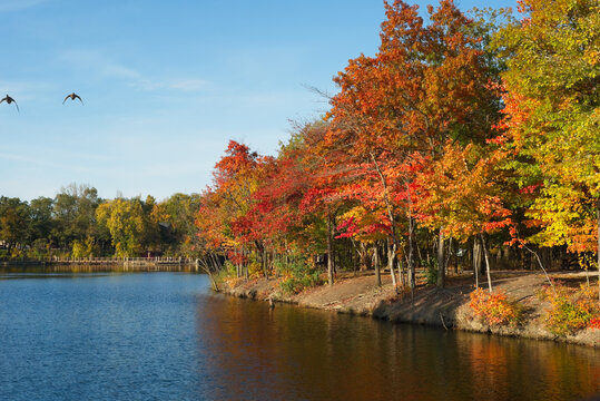 Two geese in flight over Coe Lake in Berea, Ohio, amid brilliant autumn colors