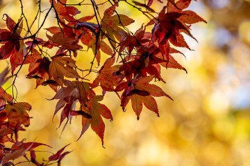 Maple leaves in autumn with defocused yellow leaves behind