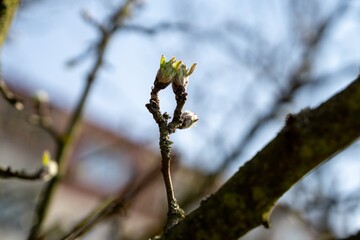 Colorful meadow flowers in grass in nature or in the garden. Slovakia