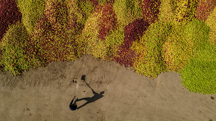 harvesting apple fruit in a large area to be sent to juice factories