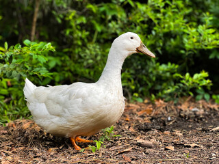 White Pekin Duck with a dirty brown beak standing on sticks while looking at camera