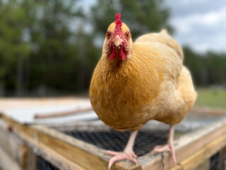 Golden brown Buff Orpington Chicken perched up on a chicken tractor facing the camera