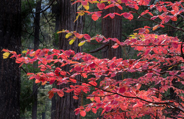 Dogwood Trees in Fall