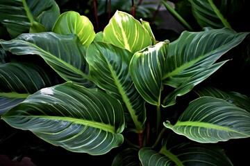 Tropical foliage plant. Generative AI
