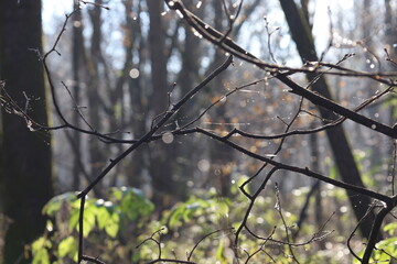 Fototapeta na wymiar Sunny autumn forest, details, moss and cobwebs