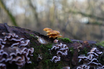 Velvet shank mushrooms in the winter forest, flammulina velutipes, red, orange mushrooms