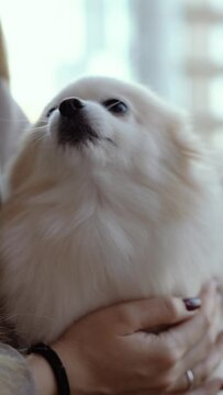 white fluffy happy Pomeranian dog in the apartment near the owner, cute dog looking at the camera