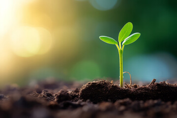 Green sprout in the ground, with green blurred bokeh background, with space for text