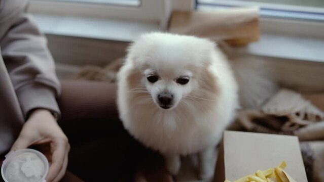 white fluffy happy Pomeranian dog in the apartment near the owner, cute dog looking at the camera