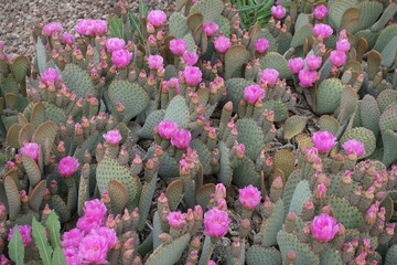 The desert flora of McDowell Mountain Regional Park is replete with spring blossoms.   - 676554365