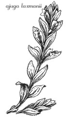 ajuga laxmanii, ajuga branch, vector drawing of ajuga, black and white image of ajuga, ajuga on a transparent background,