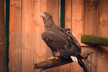 Orzeł Bielik podczas rehabilitacji © rozentuzjazmowany