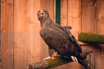 Orzeł Bielik podczas rehabilitacji © rozentuzjazmowany