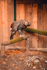 Orzeł Bielik podczas rehabilitacji © rozentuzjazmowany