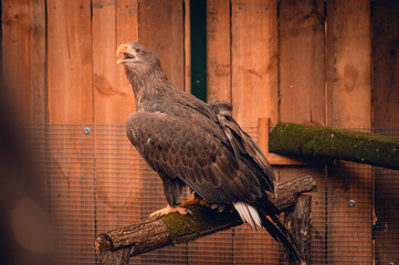 Orzeł Bielik podczas rehabilitacji © rozentuzjazmowany