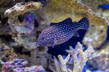 Six-lined grouper (grammistes sexlineatus) swims in aquarium