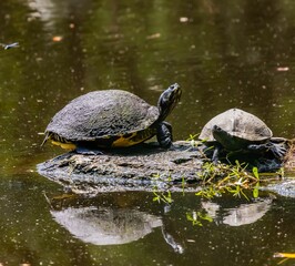 Closeup shot of turtles on a rocky surface over a pond