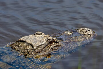 Closeup shot of a textured alligator swimming in a pond