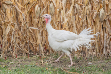 Live Domestic Turkey walks by corn field at farm. 
