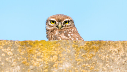 great horned owl
