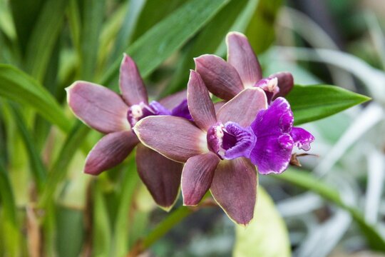 Closeup shot of the purple Orchids