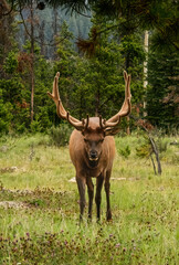Naklejka na ściany i meble Elk with Magnificent Rack in Jasper, Canada