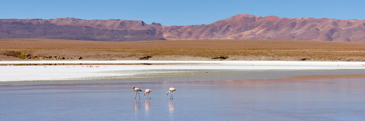 Bolivia, Laguna Kollpa in Avaroa National Park. Flamingos looking for food in the lagoon water.