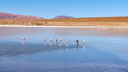 Bolivia, Laguna Kollpa in Avaroa National Park. Flamingos looking for food in the lagoon water.