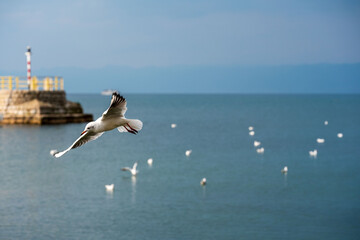 Fototapeta na wymiar Seagull, flying in the mid air over ohrid lake . Many blurry birds in the background. Hungry formation, concept.