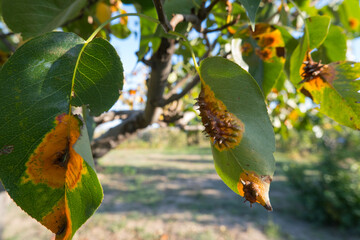 Pear leaves with Gymnosporangium sabinae is a species of rust fungus in the subdivision...