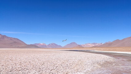 Bolivia, Avaroa National Park. Two flamingos in flight over the desert.