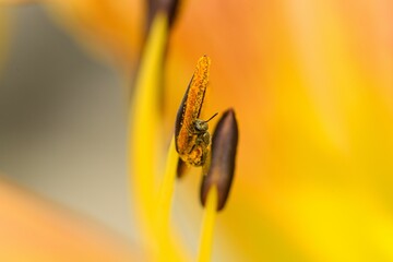Close-up shot of a bee collecting pollen from a daylily pistil