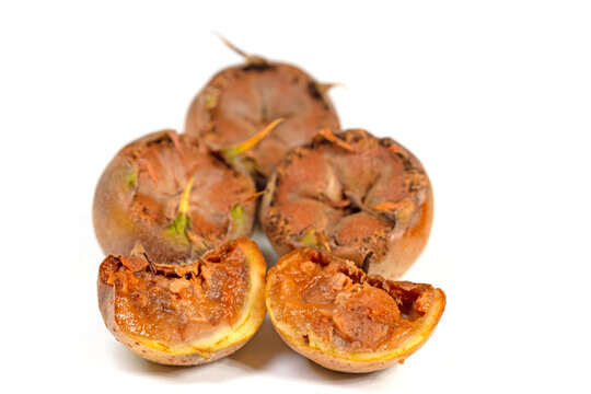 Mispeln, Mespilus germanica, Fr&uuml;chte vor wei&szlig;em Hintergrund