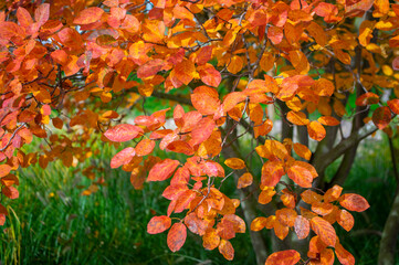 Amelanchier lamarckii shadbush colorful autumnal shrub branches full of beautiful red orange yellow leaves