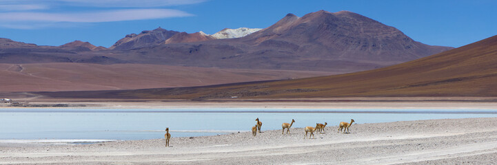 Bolivia, AVAROA NATIONAL PARK, Vicuna llamas grazing on the lake shore.