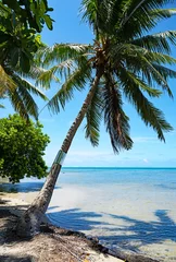 Foto op Canvas A coconut tree hangs out over the Pacific Ocean on the island of Raiatea in French Polynesia. © John