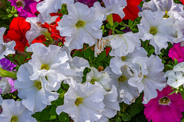 Petunias of Various Colors Growing in a Garden