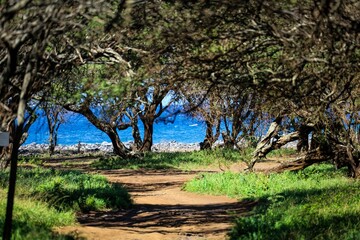 Fototapeta na wymiar Beautiful scenery of a pathway under the shade with sea in the background on the Piilani road