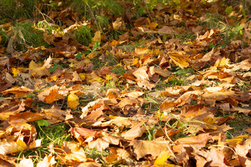 jesień, kolorowe liście na trawniku