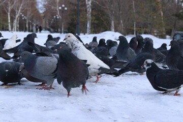 Close-up shot of a flock of pigeons roaming around on the snowy ground in a park in winter